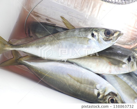 Fresh horse mackerel 138863732