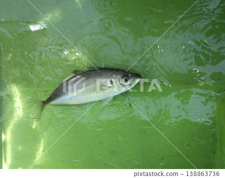Freshly caught horse mackerel Freshly caught horse mackerel 138863736