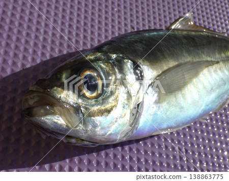 Fish, water, fish species, freshwater fish, nature, underwater, swimming, pond, river, water surface, organisms, aquarium, seafood, Tokyo Bay horse mackerel, Tokyo Bay horse mackerel, Hashirimizu 138863775