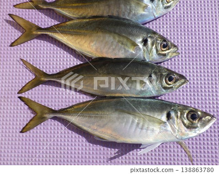 Fish, water, fish species, freshwater fish, nature, underwater, swimming, pond, river, water surface, organisms, aquarium, seafood, Tokyo Bay horse mackerel, Tokyo Bay horse mackerel, Hashirimizu Fish, water, fish species, freshwater fish, nature, underwater, swimming, pond, river, water surface, organisms, aquarium, seafood, Tokyo Bay horse mackerel, Tokyo Bay horse mackerel, Hashirimizu 138863780