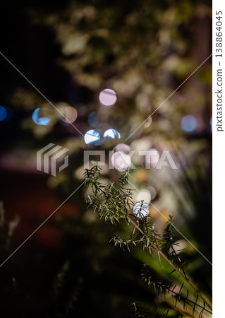 在夜色中,燈光和植物營造出模糊的背景。 在夜色中,燈光和植物營造出模糊的背景。 138864045
