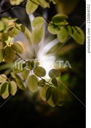 A blurred background with nighttime light and plants. 138864052
