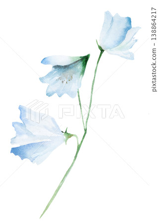 Watercolor hand drawn light blue bellflowers isolated illustration, floral wedding stationery Watercolor hand drawn light blue bellflowers isolated illustration, floral wedding stationery 138864217