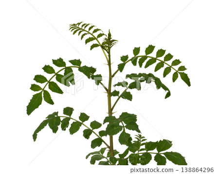 Sansho leaves Sansho leaves 138864296