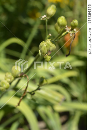 Citron daylily Citron daylily 138864336