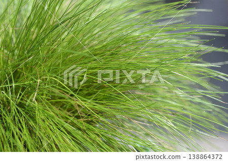 Wavy Hair Grass AmiLime Wavy Hair Grass AmiLime 138864372