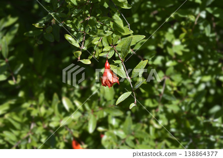 Dwarf pomegranate 138864377