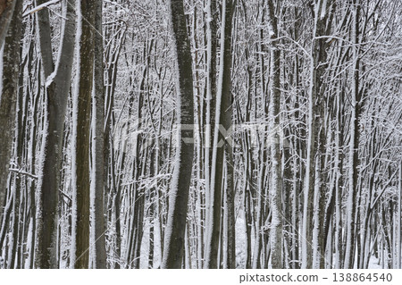 Snowy beech forest in winter 138864540