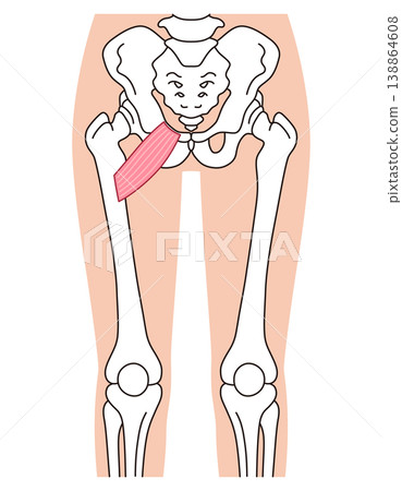 Pubic muscle, adductor muscles, thigh muscles 138864608