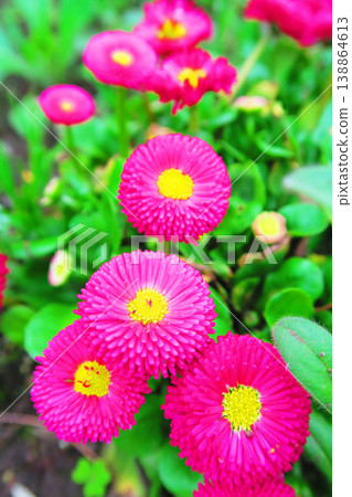A landscape of daisy flowers A landscape of daisy flowers 138864613