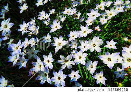 盛開的伊菲翁花海。 138864616