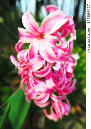 一片粉紅色風信子花海 138864617