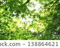 Maple leaves, fresh green leaves, summer background 138864621