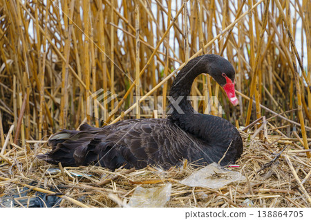 A black swan resting in a reed bed; a wild waterbird characterized by its red beak. 138864705
