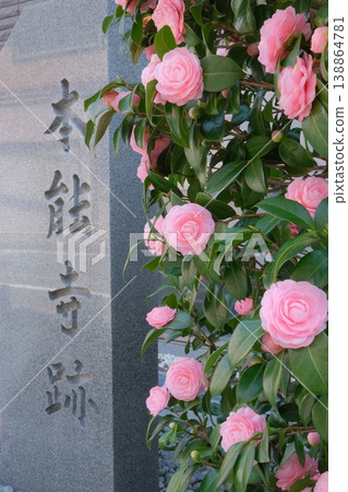 在山茶花盛開的本能寺遺址,矗立著一座石碑。 在山茶花盛開的本能寺遺址,矗立著一座石碑。 138864781