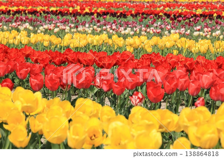 Tulips in Hiyoshizu 1 138864818