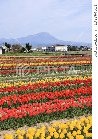 Tulips in Hiyoshizu 10 Tulips in Hiyoshizu 10 138864911