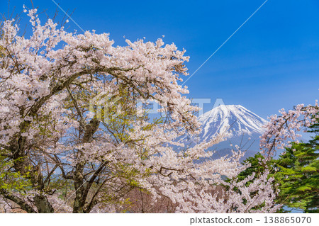 （山梨縣）精進湖畔和富士山櫻花盛開。 138865070