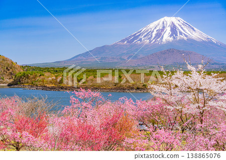 (Yamanashi Prefecture) Cherry blossoms in full bloom along the shores of Lake Shoji, and Mount Fuji 138865076