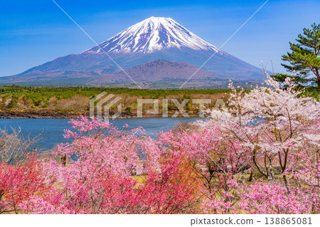 （山梨縣）精進湖畔和富士山櫻花盛開。 138865081