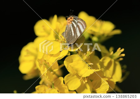 Tiger Blue butterfly and rapeseed flowers ⑨ 138865203