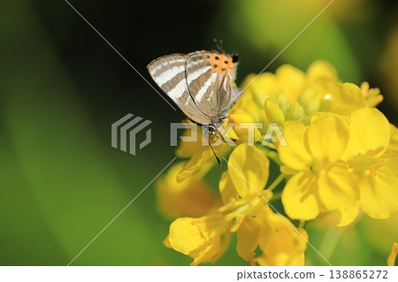 Tiger Blue butterfly and rapeseed flowers 13 138865272