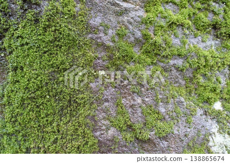 Rock with moss 138865674