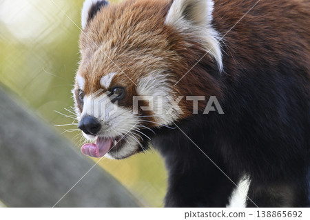 Cute red panda (Sichuan red panda) Cute red panda (Sichuan red panda) 138865692