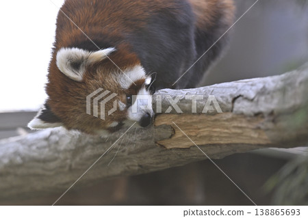 Cute red panda (Sichuan red panda) 138865693