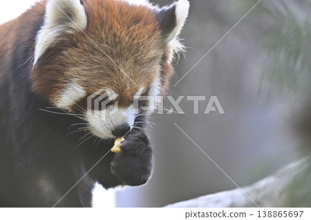 可愛的小熊貓（四川小熊貓） 138865697