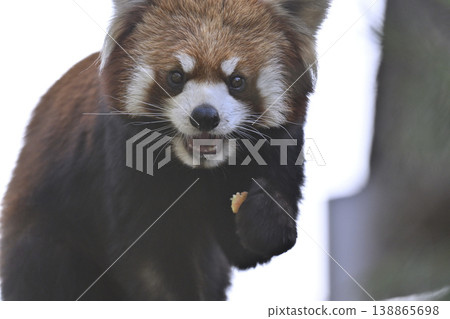 Cute red panda (Sichuan red panda) Cute red panda (Sichuan red panda) 138865698