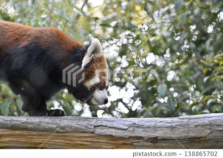 Cute red panda (Sichuan red panda) 138865702