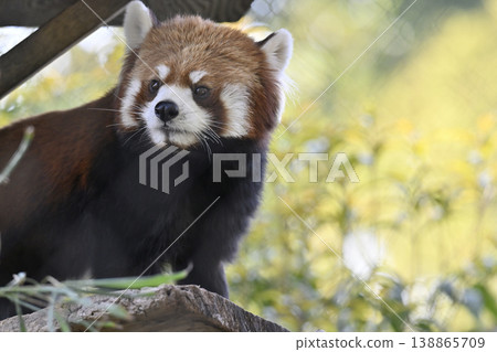 Cute red panda (Sichuan red panda) Cute red panda (Sichuan red panda) 138865709