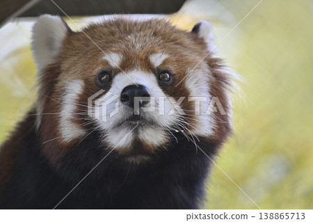 可愛的小熊貓（四川小熊貓） 138865713