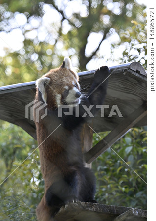 可愛的小熊貓（四川小熊貓） 138865721