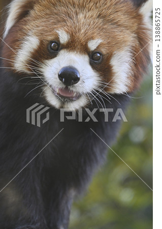Cute red panda (Sichuan red panda) 138865725