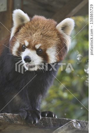 Cute red panda (Sichuan red panda) Cute red panda (Sichuan red panda) 138865729