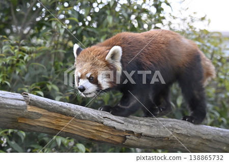 Cute red panda (Sichuan red panda) 138865732