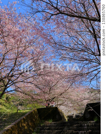 櫻花鋪滿天空-新四郎、市川櫻花 櫻花鋪滿天空-新四郎、市川櫻花 138865760