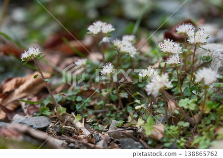 A cluster of white-flowered saxifrage: White flowers blooming in the mountains in early spring, in their natural habitat. A cluster of white-flowered saxifrage: White flowers blooming in the mountains in early spring, in their natural habitat. 138865762