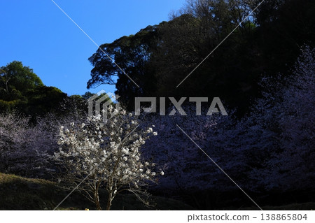 白色玉蘭花被櫻花環繞 白色玉蘭花被櫻花環繞 138865804