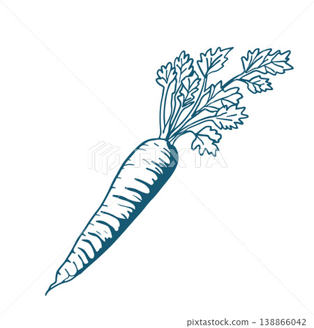 Hand drawn vector sketch Illustration of carrot. 138866042