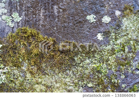 覆蓋著地衣和苔蘚的岩石 覆蓋著地衣和苔蘚的岩石 138866063