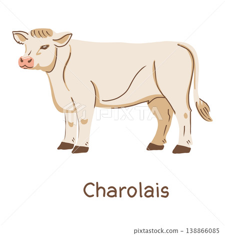 White cow Charolais breed. Hand drawn vector illustration. White cow Charolais breed. Hand drawn vector illustration. 138866085