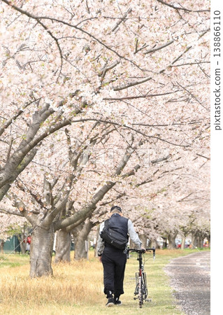 A man riding a bicycle in a park with cherry blossoms in full bloom in spring - Inagi Kita Ryokuchi Park A man riding a bicycle in a park with cherry blossoms in full bloom in spring - Inagi Kita Ryokuchi Park 138866110