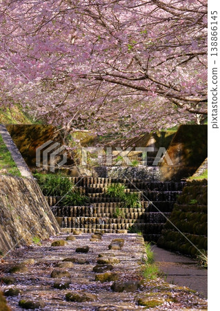 市川慎四郎的櫻花:櫻花覆蓋天空和流水。 市川慎四郎的櫻花:櫻花覆蓋天空和流水。 138866145