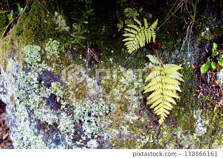 Fern leaves, moss, and lichens growing on rocks 138866161