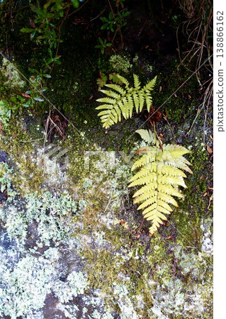Fern leaves, moss, and lichens growing on rocks Fern leaves, moss, and lichens growing on rocks 138866162