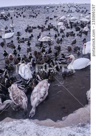 Many swans and ducks feeding on a frozen lake Many swans and ducks feeding on a frozen lake 138866197