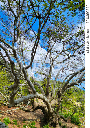 Old sycamore tree with bare branches reaching blue sky Old sycamore tree with bare branches reaching blue sky 138866211